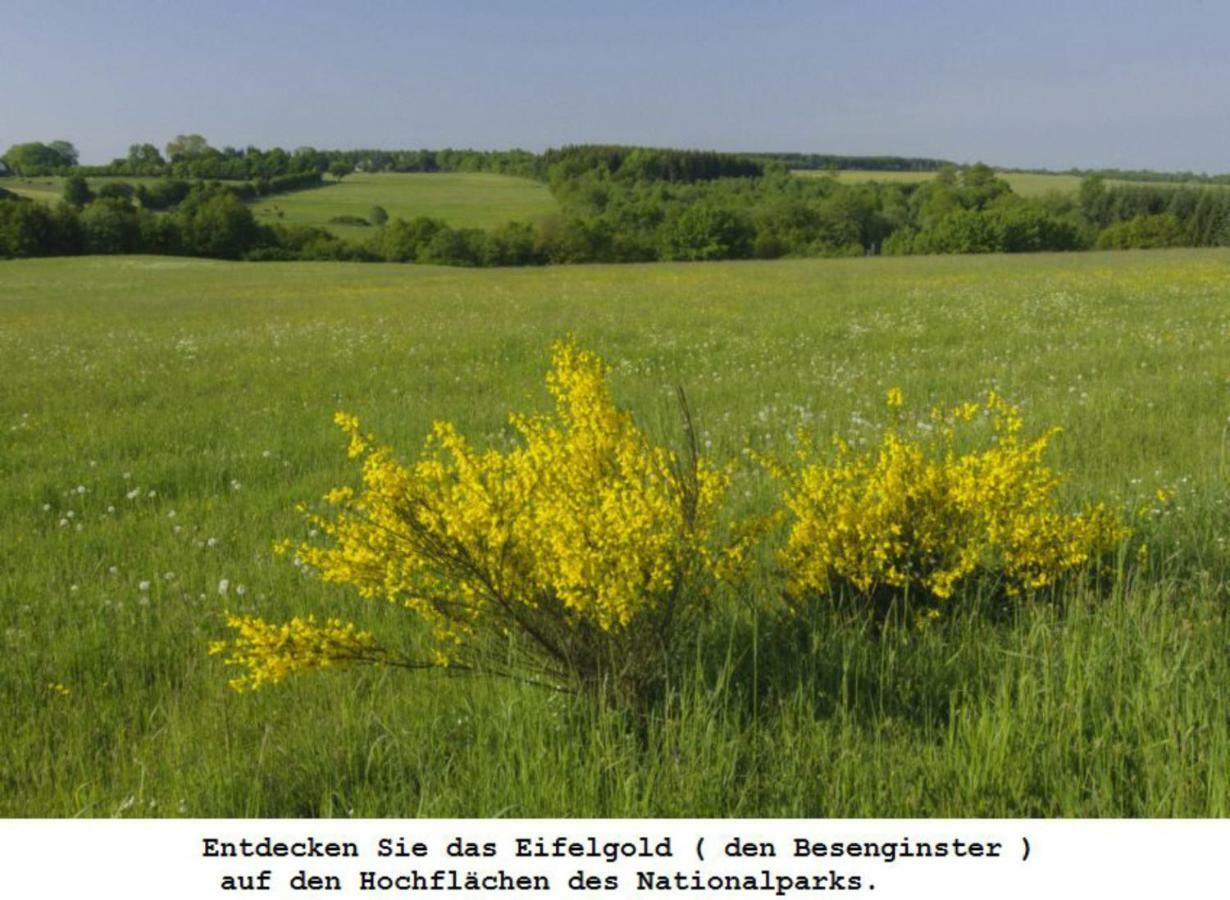 Ferienwohnung Gross B Schleiden Zewnętrze zdjęcie
