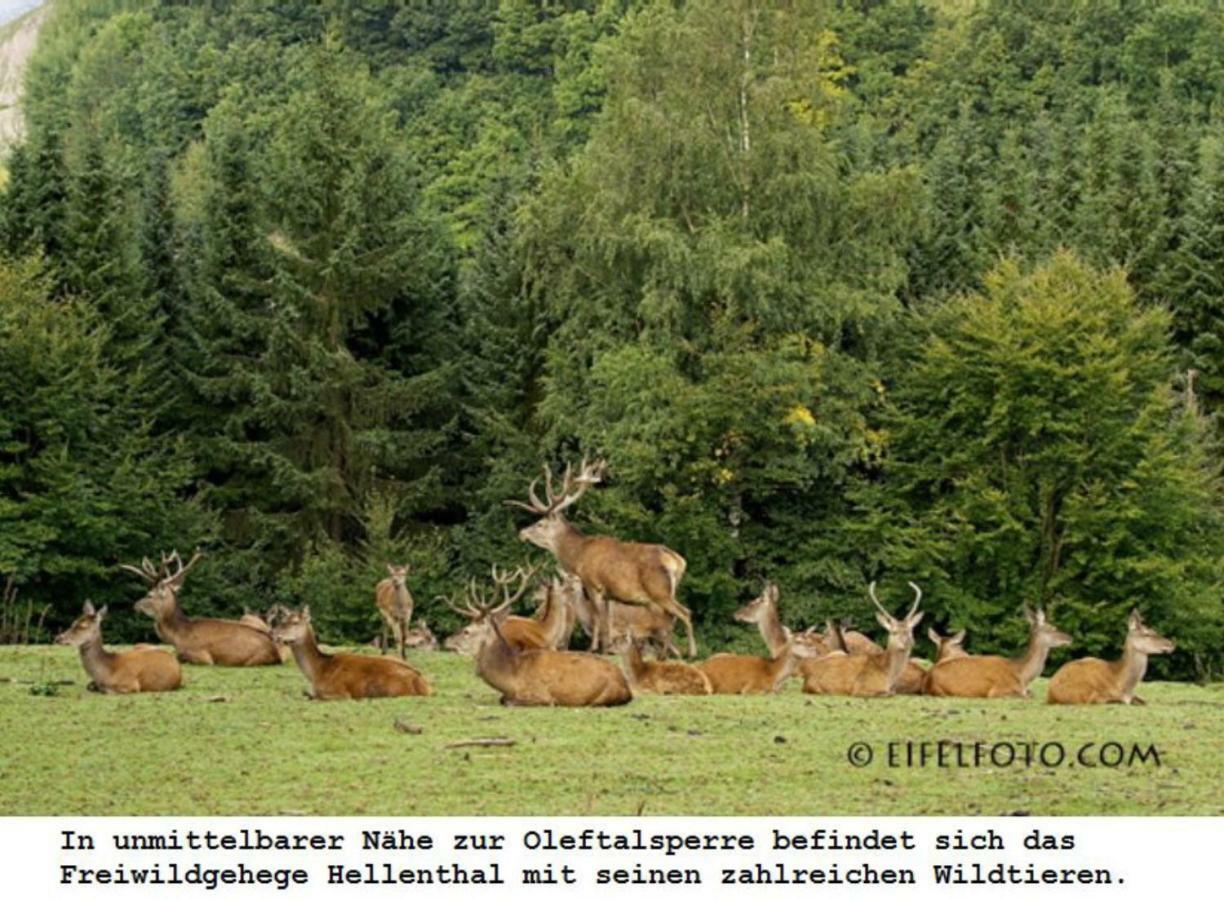 Ferienwohnung Gross B Schleiden Zewnętrze zdjęcie