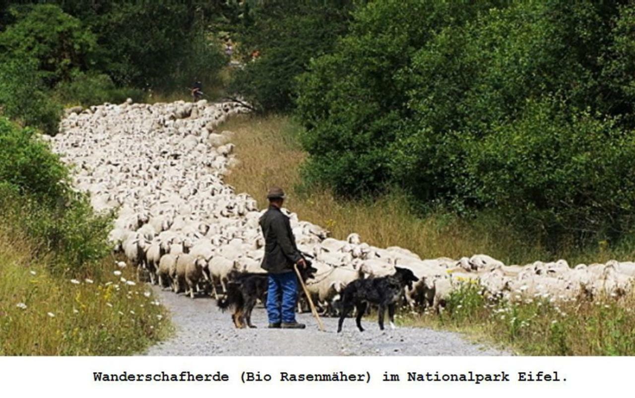 Ferienwohnung Gross B Schleiden Zewnętrze zdjęcie
